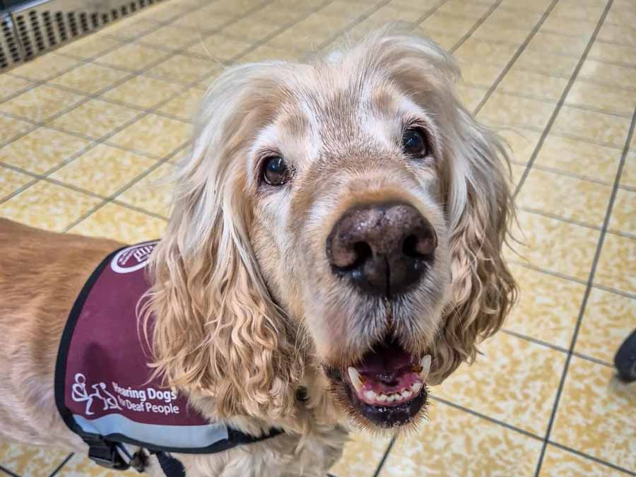 Celebrating National Dog Day with a Hearing Dog at Amplify Hearing